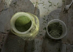 В Волжском на даче процветал наркобизнес из дикорастущей конопли