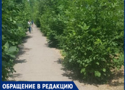 "Город зарос, как джунгли - не даром змеи ползут", - волжанка