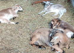 В Волжском эко-парке родились 4 козленка 