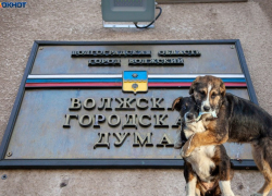 Депутаты снова подняли вопрос о бездомных собаках и приютах в Волжском