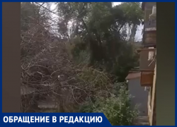 «Живем, как в лесу - одни коряженки кругом»: жители пожаловались на состояние двора в Волжском