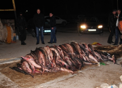 Браконьеры пытались ввезти в Волжский почти тонну краснокнижной рыбы