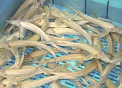 Волгоградские полицейские задержали москвича, перевозившего продукцию осетровых пород