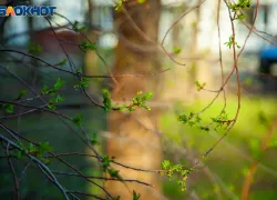 Защититься от нечисти можно с помощью крапивы