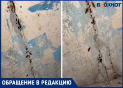 Выводок на сотни тараканов сняли на видео в жилом доме Волжского: видео