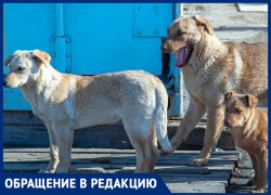 «Прекратите кормить собак!», - обратилась волжанка к жителям города