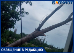 «Могло и человека прибить»: дерево рухнуло на многоквартирный дом в Волжском