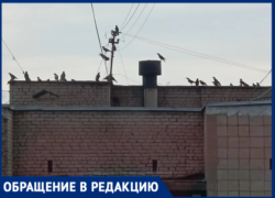 В Волжском облагораживание аллеи обернулось птичьим бунтом