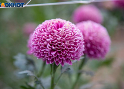 Выставка первоцветов откроется в Волжском уже 7 февраля