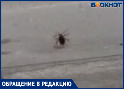 «Забираются аж до восьмого этажа»: Волжане борются с нашествием тараканов