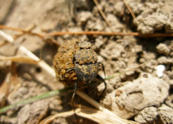 Жуки-навозники: уничтожают паразитов и делают мир гламурнее