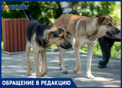 В Волжском госпитализировали пенсионерку после укуса собаки