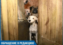 В нашем доме живет больная на всю голову собачница, - волжанка