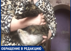 "Нелюдь травил собаками кошку", - волжанка 