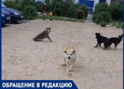 «На детской площадке живут бродячие псы»,- волжанка