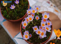 Юных волжан приглашают нарисовать первоцветы