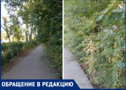 Под колеса самокату или лицом в ветки? В Волжском зарастают пешеходные дорожки