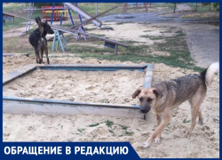 Дети вынуждены играть в собачьих фекалиях под Волжским