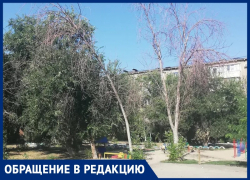 «Зелень внутри кварталов сохраняется исключительно усилиями сердобольных бабушек», - волжанка о засохших деревьях