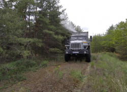 В Волгоградской области обработают 3,6 тысяч га леса для защиты от вредителей