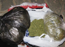 Полиция Волжского на острове Зеленом выловила трех любителей марихуаны