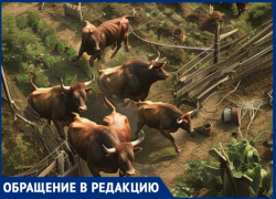 «Живем в страхе»: жители хутора жалуются на опасную ферму с быками
