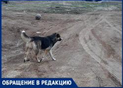 «Они прибежали и покусали две ноги», - волжанин о бродячих собаках в 38 микрорайоне