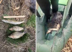 За рыболовство близ Волжского мужчине грозит до 2 лет лишения свободы