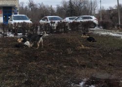 Бродячих собак в Волжском будут отлавливать и выпускать обратно