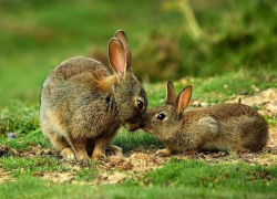 Котельниковскому браконьеру грозит полгода ареста за 4 убитых зайца