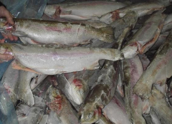 В Волгоградской области изъята партия рыбы осетровых пород