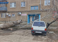 Дерево рухнуло на припаркованную у дома машину в Волжском