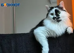 Весна - время опасности для кошек и собак: советы ветеринара для спасения вашего питомца