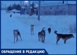 «Каждое утро идем в «садик» и боимся, что нас загрызут собаки», - волжанка