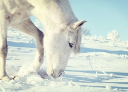 Участковый задержал волжанина за кражу лошади и жеребенка