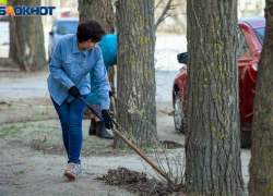 Почти 4 тысячи деревьев высадили в Волжском за осень 2025