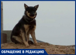 Хозяева просят помочь в поиске хвостатого друга