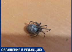 «Пауки приползли зимовать», - волжанка 