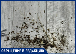 Деменция и запущенная квартира: соседи опасаются за жизнь пенсионерки и всего дома в Волжском