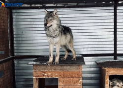 Одинокий волк из Подмосковья ищет свою волчицу в Волжском