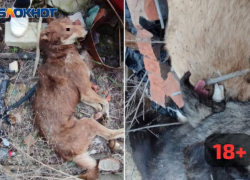 Тела вывезет отлов: дело о горе трупов собак в Волжском взяли на контроль