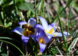 Первоцветы Волжского: встречаем весну с брандушкой