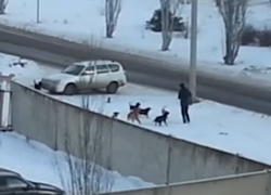  Еще три миллиона рублей просят власти Волжского на уничтожение бродячих собак