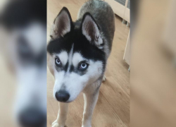 В Волжском в парке найдена хаски: срочно разыскивается хозяин!