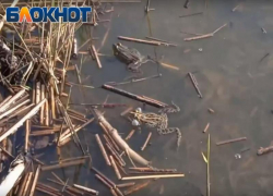 В Волжском запели лягушки - на озере Круглом земноводные устроили концерт: видео