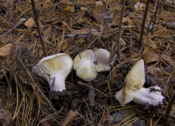 Куда отправиться за грибами в окрестностях Волжского: ТОП мест