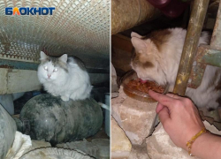 Породистый толстый кот прячется в подвале МКД Волжского