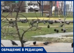 «Хочется, чтобы дочь бегала по травке, а не среди помета»: волжанка бьет тревогу из-за нашествия голубей