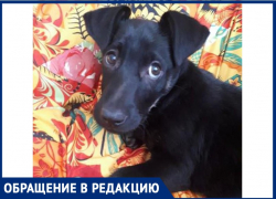 «Собаки умерли на глазах у сына»: волжанка рассказала, как неизвестные травят животных