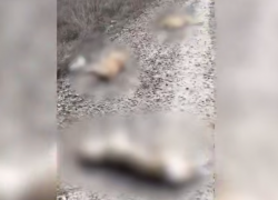 В Волгограде живодеры выставили напоказ истерзанные тела собак с проволокой на шеях